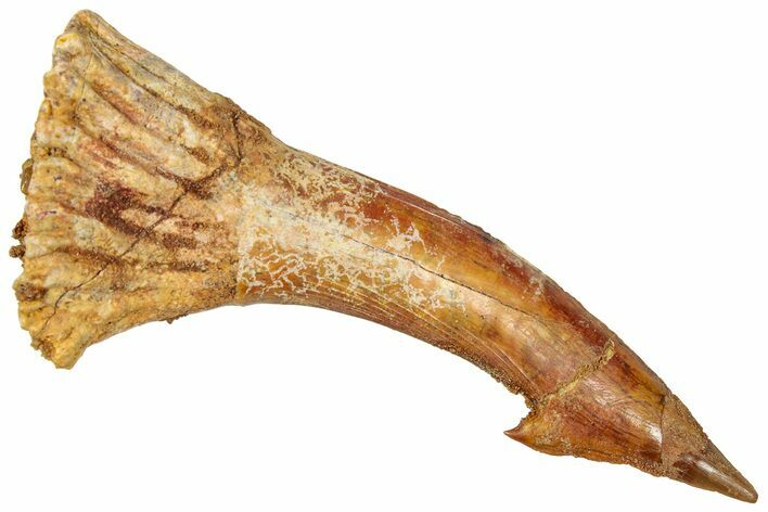 Fossil Sawfish (Onchopristis) Rostral Barb - Morocco #322870